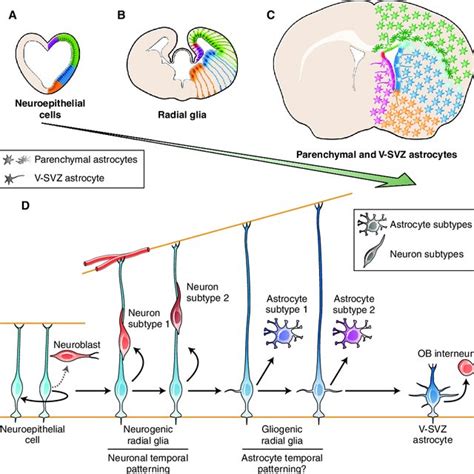 Expression Of The Pro Neural Genes Ngn A B Ngn C D Neurod E