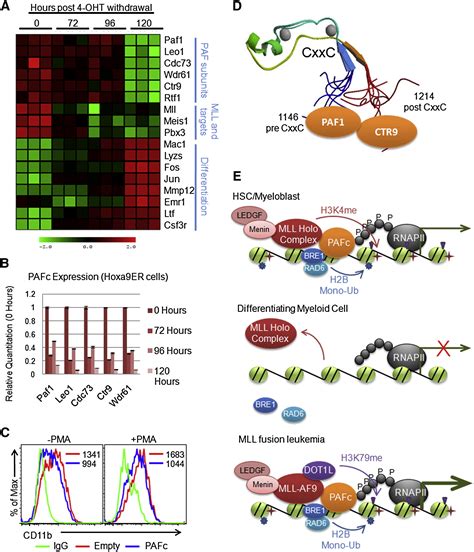 The PAF Complex Synergizes With MLL Fusion Proteins At HOX Loci To