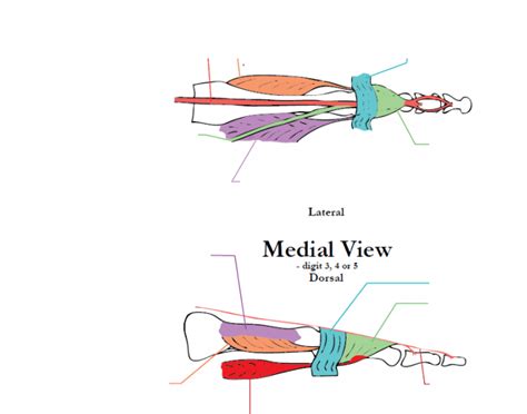 Extensor Expansion Quiz