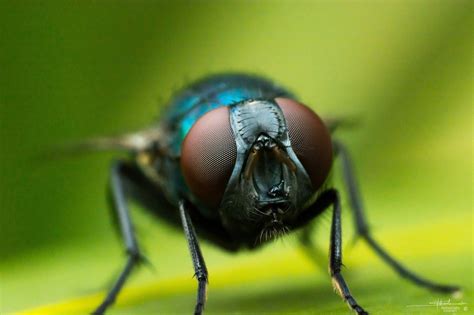 Fly Insect Macro HD Wallpapers Wallpaper Cave