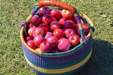 Mothering with Mindfulness : Visiting the Apple Orchard