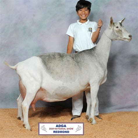 Toggenburg goat breed profile – Artofit