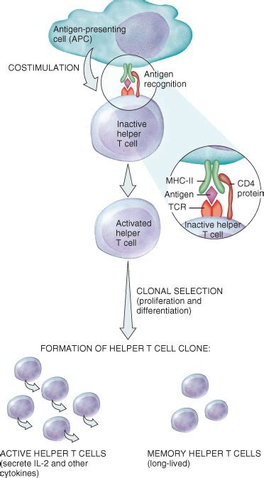 Cell Mediated Response