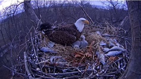 Hanover S Bald Eagle Webcam Is Really Addictive Citylab