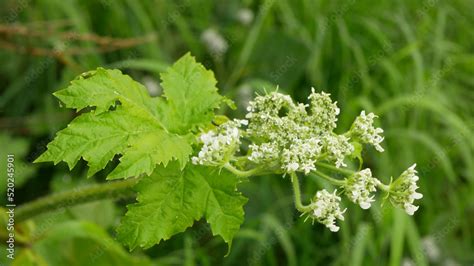 Giant Hogweed Heracleum Mantegazzianum Bloom Flower Blossom Cartwheel