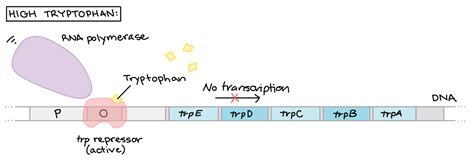 Tryptophan Operon Diagram - Wiring Diagram Pictures