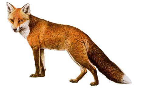 Red fox - Fox Png 8 png download - 902*557 - Free Transparent Arctic ...