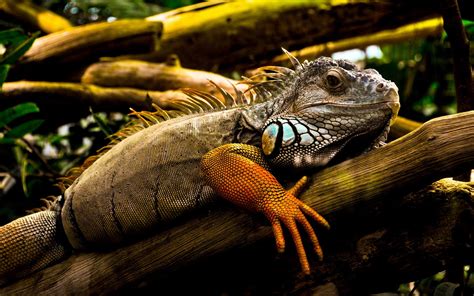 Fond d écran animaux la nature faune L iguane zoo jungle lézard