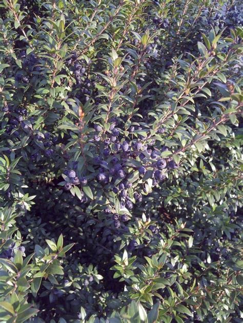 Shrub With Small, Bluish-Purple Berries?