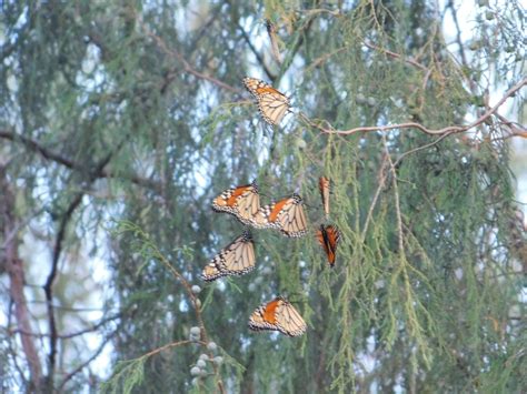 Migratory Monarch from San Luis de la Paz Gto México on November 04