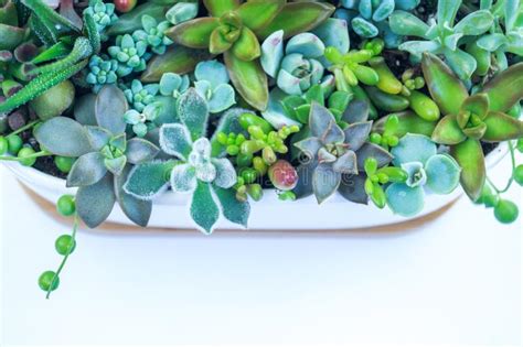 Succulents Dans Des Pots Et Arrosoir Ceramique Plantes En Pot De