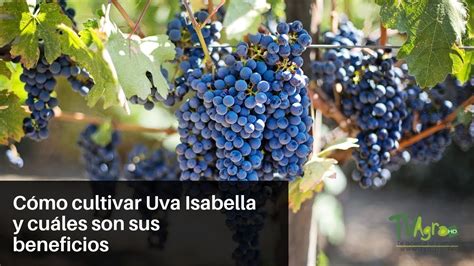 Cómo Cultivar Uva Isabella Y Cuáles Son Sus Beneficios Tvagro Por