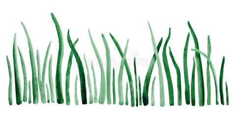 Watercolor Drawing Dark Green Grass on a White Background. Stock ...