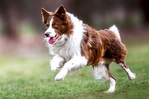 Border Collie Dog Breed Information & Characteristics