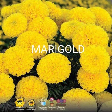 Jual Benih Bibit Biji Tanaman Bunga Marigold Kuning Alika F1 Isi