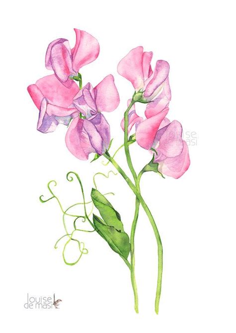 Sweet Peas Watercolour Painting Print Sweet Peas By Louisedemasi