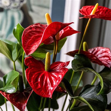 Buy Flamingo Flower Anthurium Andraeanum Group Red Champion