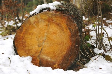 Strona 10 Przerazajace Drzewo Zdjęcia darmowe pobieranie na Freepik