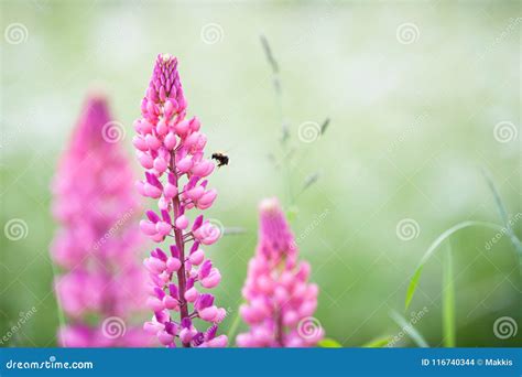 Bumble Bee On Pink Lupine Flowers Stock Photo Image Of Blooming