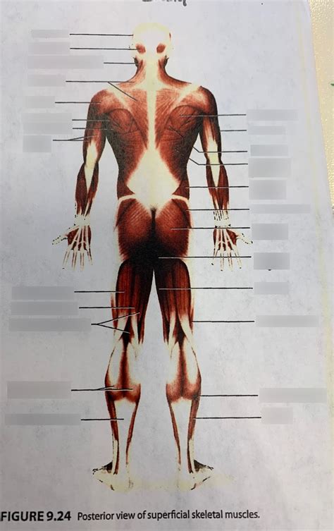 Muscles Cont Diagram Quizlet