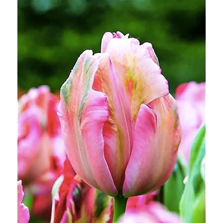 Amazon Pink Parrot Tulip Bulbs Fantasy Patio Lawn Garden