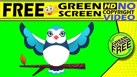 Bird Green Screen Birds Green Screen Green Screen Green Screen Bird