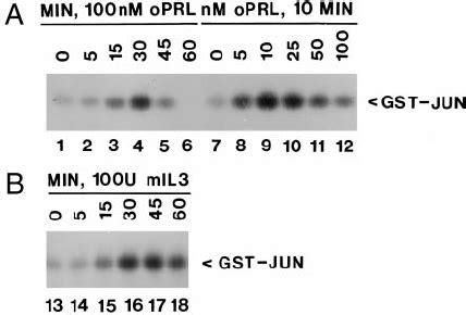 PRL Induces Activation Of JNK In 32Dcl3 Cells Trans Fected With The