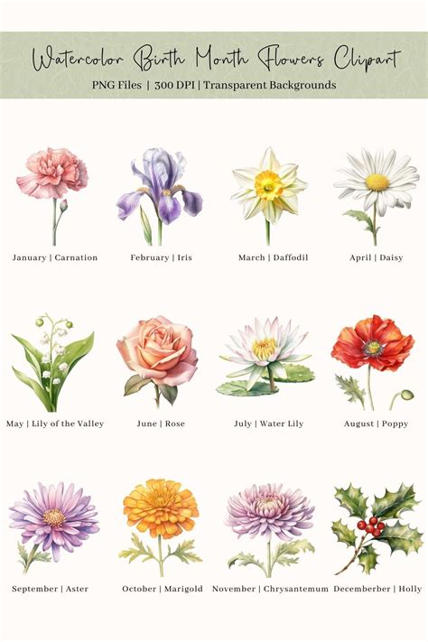 25 Birth Month Flowers Clipart, PNG, Watercolor Birth Flowers Clipart ...