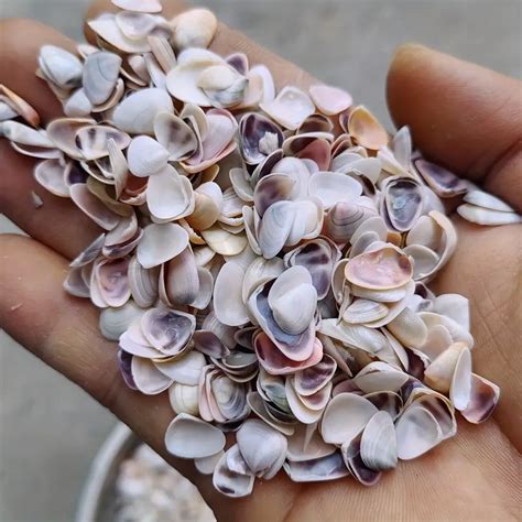 Natural Seashell Conch Mix Perfect Diy Nail Art Aquarium Temu