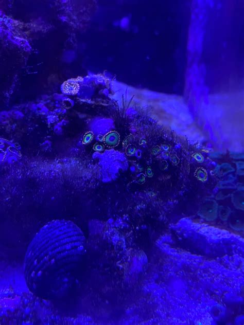 Algae Control in 1 year old tank - Beginners Discussion - Nano-Reef ...