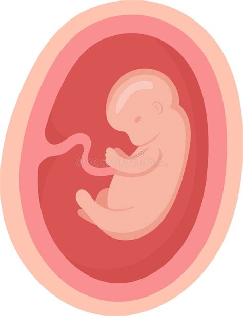 Human Embryo Development Nine Month Stages Medical Infographic Element