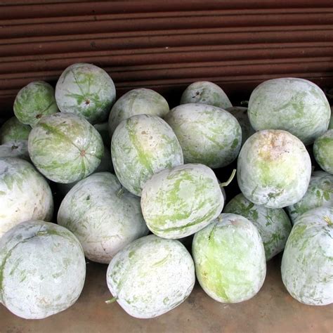 Wax Gourd Seeds Benincasa Hispida Ash Gourd Winter Melon