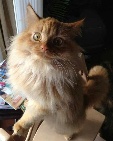 A Fluffy Cat Sitting On Top Of A Computer Desk