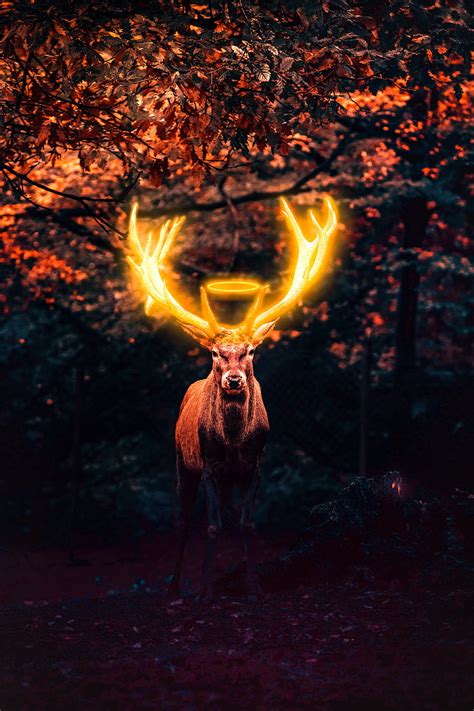 Deer Hd Wallpaper For Android - Infoupdate.org