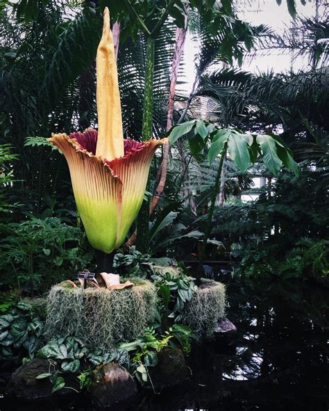 Corpse Flower Bloom Cycle – Beautiful Flower Arrangements and Flower ...