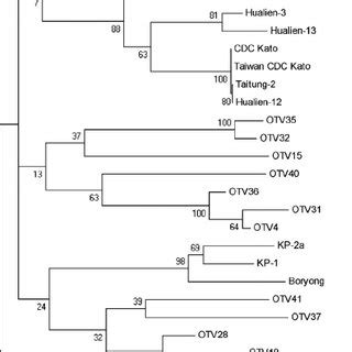 Phylogenetic Analysis Of Isolates Using The Neighbor Joining Method