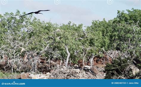 Magnificent Frigatebird Fregata Magnificens On The Galapagos Islands