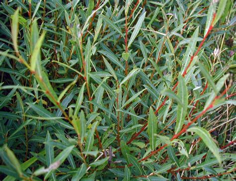 Salix Purpurea Purple Willow For Sale