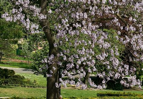 Foxglove Tree Pictures, Photos of Foxglove Trees, Foxglove Tree Images