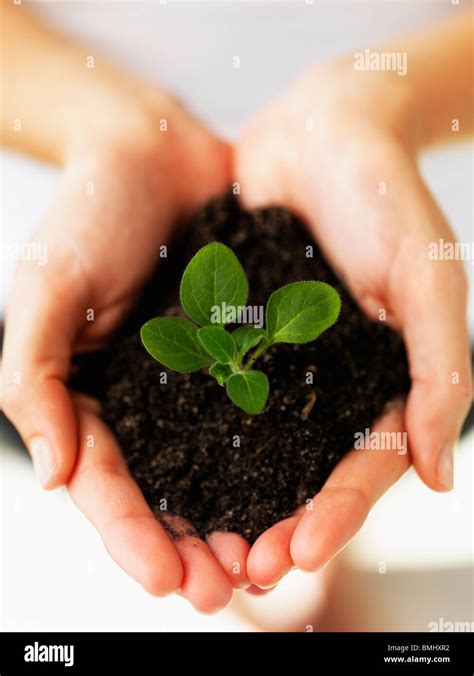 Hands Holding Sapling Stock Photo Alamy