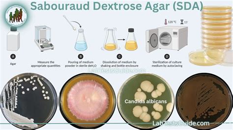 Sabouraud Dextrose Agar (SDA): Purpose, Principles,, 49% OFF