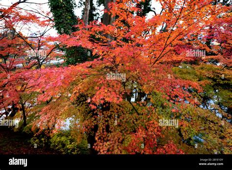 autumn Foliage in Japan Stock Photo - Alamy