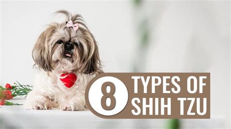 8 Types Of Shih Tzu You Need To Know! - Petmoo