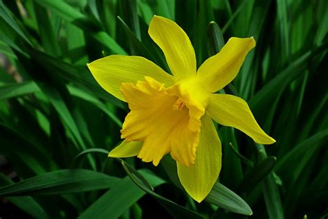 Narcissus Flower Spring - Free photo on Pixabay