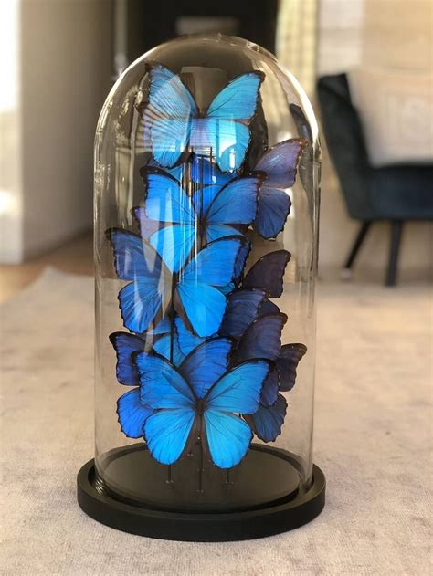 Butterflies In Glass Dome Installation Glass Domes Butterfly Blue Butterfly