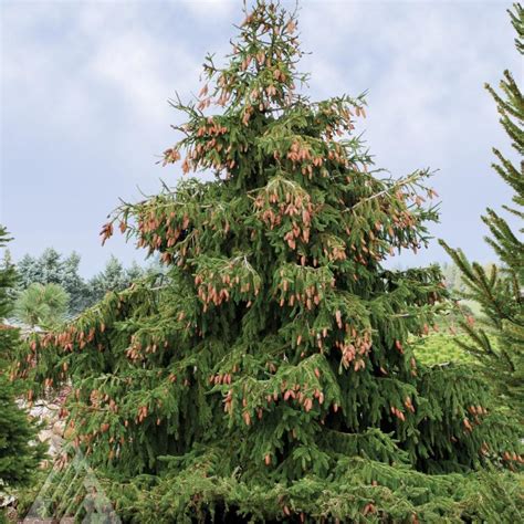 Picea Abies Acrocona From Nvk Nurseries