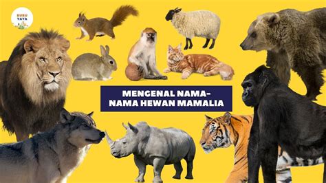 Belajar Mengenal Nama Nama Hewan Mamalia Dan Suaranya Bahasa