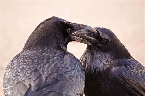 Stunning Photos Capture The Majestic Beauty Of Ravens Raven Raven