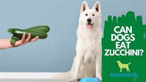 Can Dogs Eat Zucchini 4 Reasons To Feed This To Your Dog Youtube