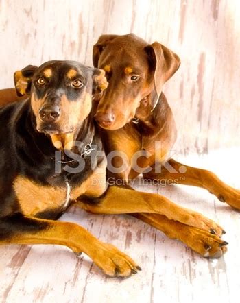 Male Doberman Pinscher Guard Dog In Snow; Strong, Proud, Loyal Stock ...